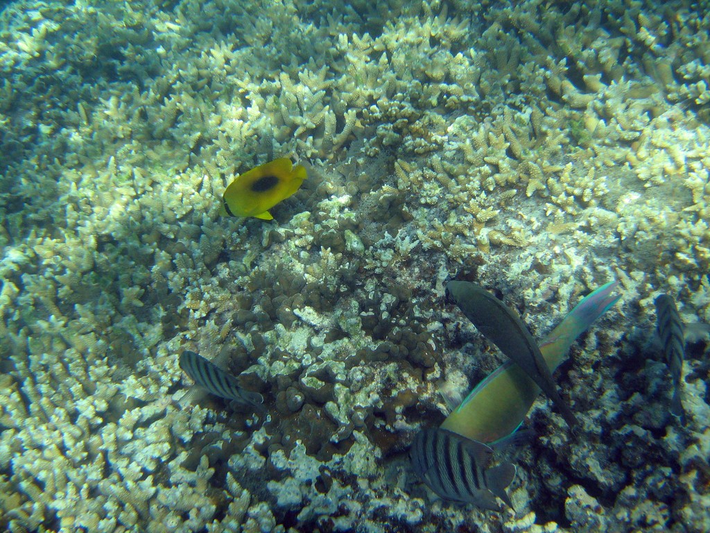 Reef & Marine Life